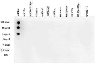 Dot Blot: Histone H4 [ac Lys8] Antibody [NBP2-59248] - One hundred to 0.2 pmol of the peptide containing the respective histone modification were spotted on a membrane. The antibody was used at a dilution of 1:20,000. Figure shows a high specificity of the antibody for the modification of interest.